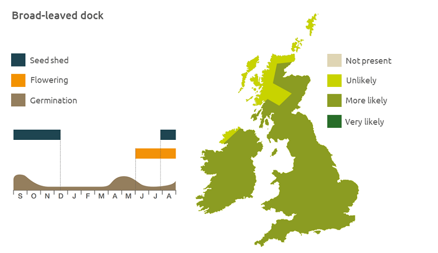 Broad-leaved dock life cycle and UK distribution